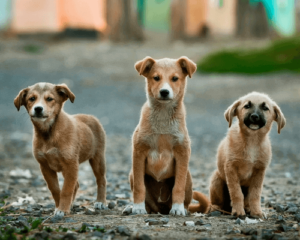 Adopt Stray Dogs and Cats