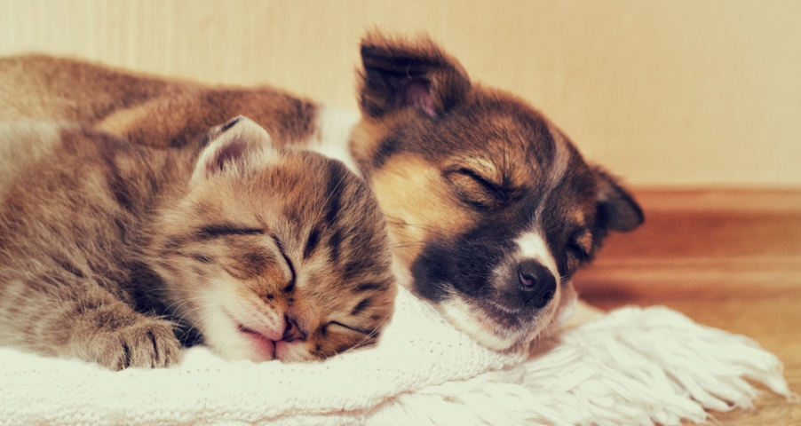 Do you know what your pet’s sleeping style says? | 10Tips