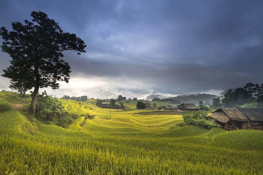 village fields after rain in monsoon season