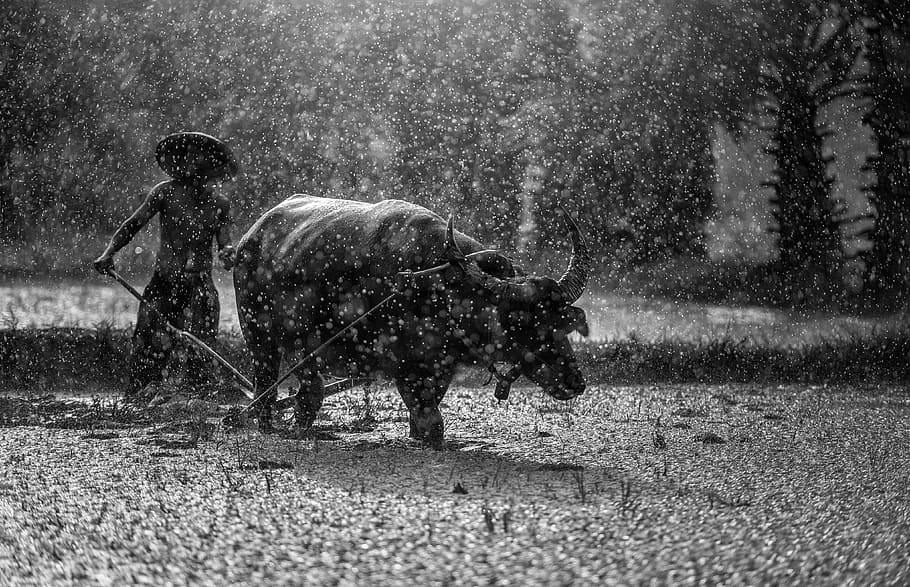 farming in rain