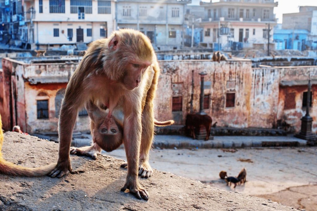 monkey with baby in hyderabad building rooftop