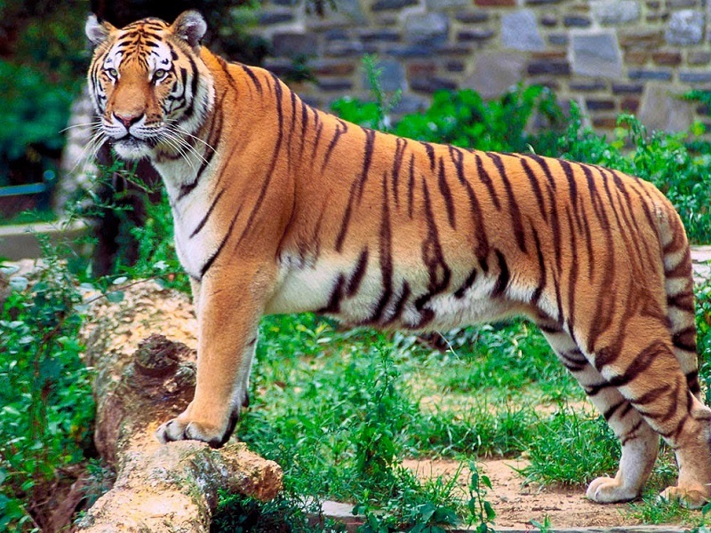 tiger in alipore zoo. places to visit in Kolkata 4