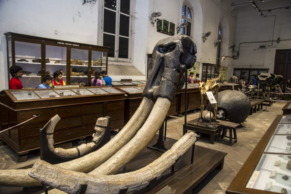 woolly mammoth fossil in indian museum. tourist places in Kolkata