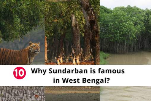 Why Sundarban is famous in West Bengal? | 10Tips
